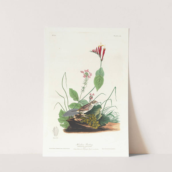 Henslow&#039;s bunting by John James Audubon