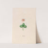 Hepatica (1692) by Magdelena Rosina Funck