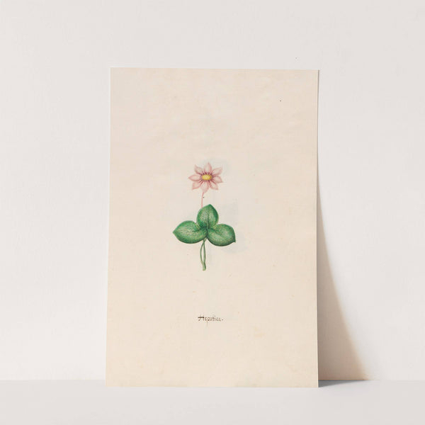 Hepatica (1692) by Magdelena Rosina Funck
