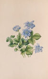 Hepatica