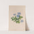 Hepatica by John Stevens Henslow