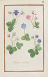 Hepatica trifolia (1624)