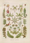 Hepaticae. – Lebermoose