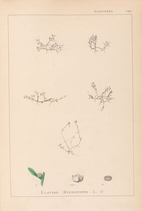 Herbier de la flore française Pl.0001