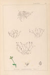 Herbier de la flore française Pl.0002