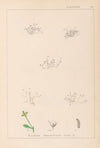 Herbier de la flore française Pl.0003