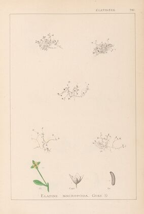 Herbier de la flore française Pl.0003