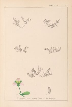 Herbier de la flore française Pl.0004