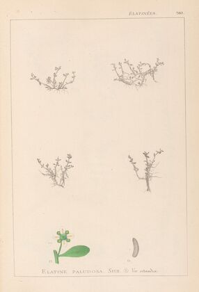 Herbier de la flore française Pl.0005