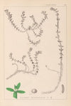 Herbier de la flore française Pl.0006