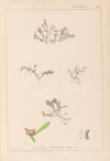 Herbier de la flore française Pl.0007