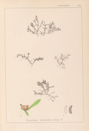 Herbier de la flore française Pl.0007