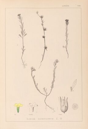 Herbier de la flore française Pl.0008