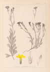 Herbier de la flore française Pl.0009
