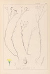 Herbier de la flore française Pl.0010
