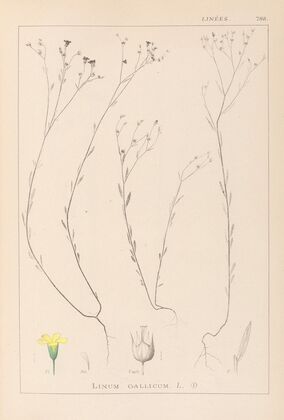 Herbier de la flore française Pl.0010