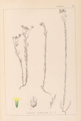 Herbier de la flore française Pl.0011