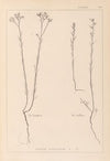 Herbier de la flore française Pl.0012