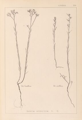 Herbier de la flore française Pl.0012