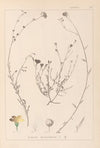Herbier de la flore française Pl.0013