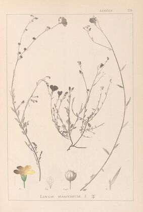 Herbier de la flore française Pl.0013