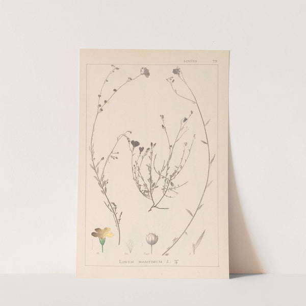 Herbier de la flore française Pl.0013 by Louis Antoine Cusin