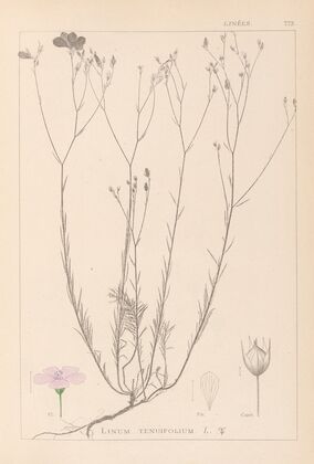 Herbier de la flore française Pl.0015