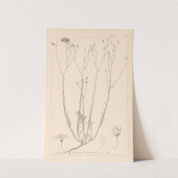 Herbier de la flore française Pl.0015 by Louis Antoine Cusin