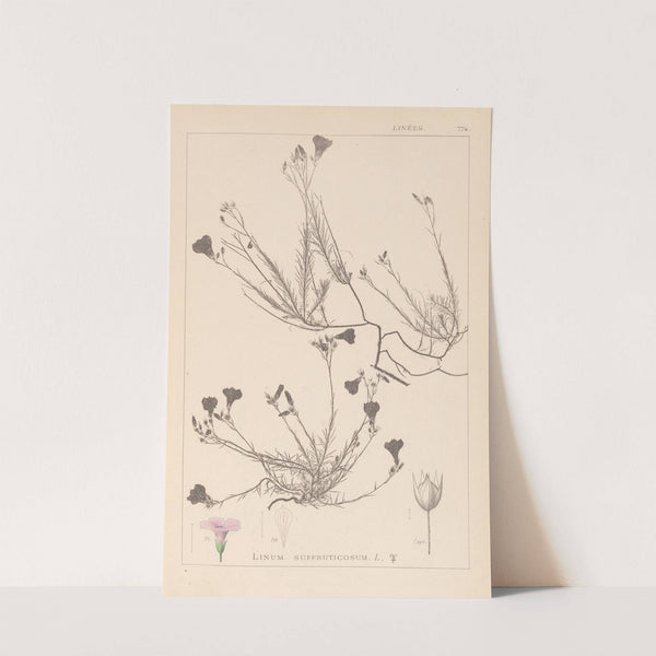 Herbier de la flore française Pl.0016 by Louis Antoine Cusin