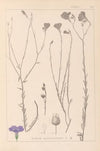 Herbier de la flore française Pl.0017