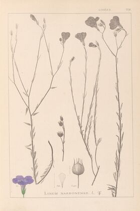 Herbier de la flore française Pl.0017