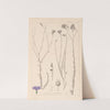 Herbier de la flore française Pl.0017 by Louis Antoine Cusin