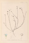 Herbier de la flore française Pl.0018