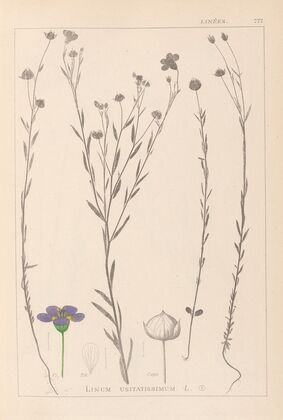 Herbier de la flore française Pl.0019