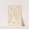 Herbier de la flore française Pl.0020 by Louis Antoine Cusin