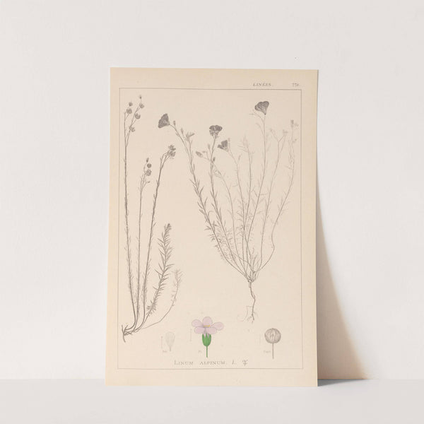 Herbier de la flore française Pl.0020 by Louis Antoine Cusin