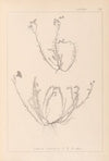 Herbier de la flore française Pl.0021