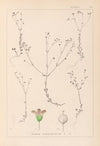 Herbier de la flore française Pl.0023