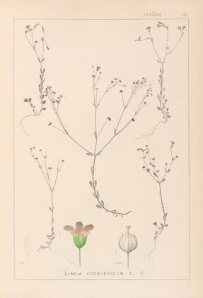 Herbier de la flore française Pl.0023