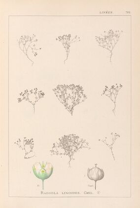 Herbier de la flore française Pl.0024