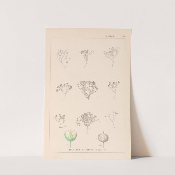 Herbier de la flore française Pl.0024 by Louis Antoine Cusin