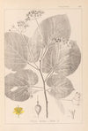 Herbier de la flore française Pl.0029