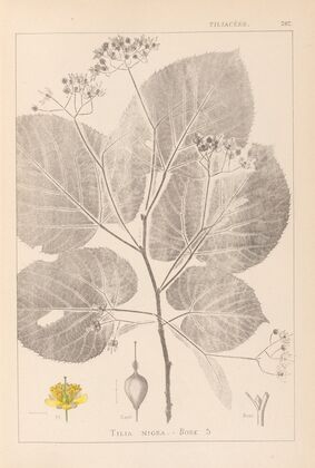 Herbier de la flore française Pl.0029