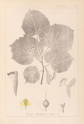 Herbier de la flore française Pl.0030