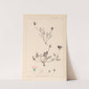Herbier de la flore française Pl.0031 by Louis Antoine Cusin