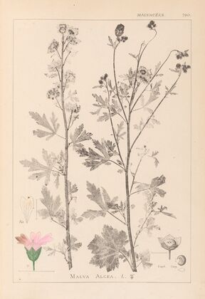 Herbier de la flore française Pl.0032