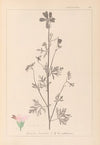 Herbier de la flore française Pl.0033