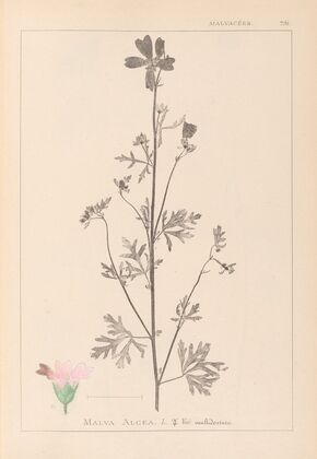 Herbier de la flore française Pl.0033