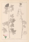 Herbier de la flore française Pl.0034