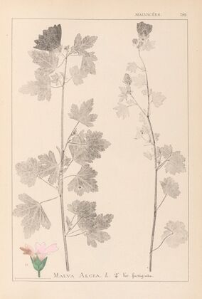 Herbier de la flore française Pl.0034